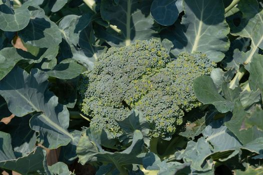 Green food, close up to a broccoli plant, ready to harvest