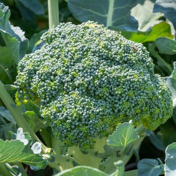 Green food, close up to a broccoli plant, ready to harvest
