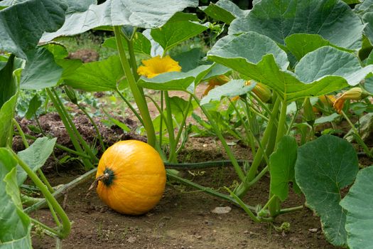 Green food, close up to an Uchiki Kuri pumpkin, ready to harvest