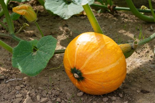 Green food, close up to an Uchiki Kuri pumpkin, ready to harvest