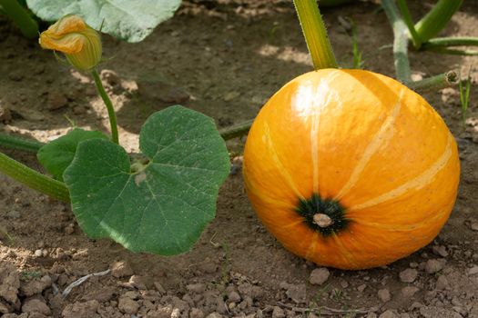 Green food, close up to an Uchiki Kuri pumpkin, ready to harvest