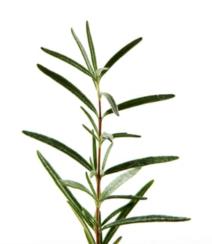 Fresh Rosemary Herb On White Background