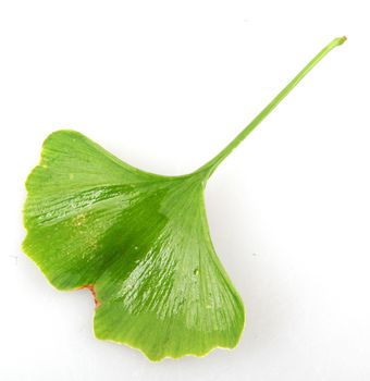 Ginkgo Biloba Leaf Against White Background