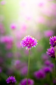 The background image of the colorful flowers, background nature