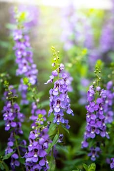 The background image of the colorful flowers, background nature