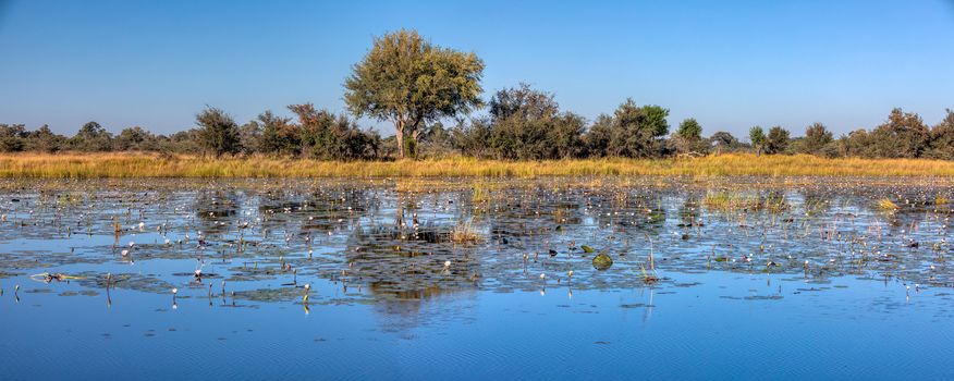 Typical beautiful african landscape, wild river in national park Bwabwata on Caprivi Strip with water lilies bloom in water. Namibia africa wilderness.