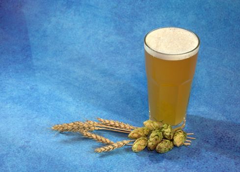 Tall glass glass of light wheat beer with foam and hops with ears of wheat on a blue abstract background. Close-up.