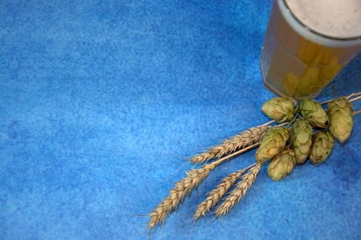 A full glass of wheat beer with foam, next to ears of corn and hops. Close-up.