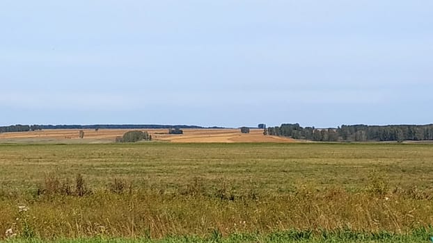 An endless field of grass with the edge of the forest in the background.