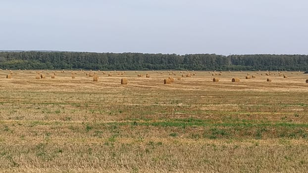 Mowed hay rolled up on a huge field. Landscape.