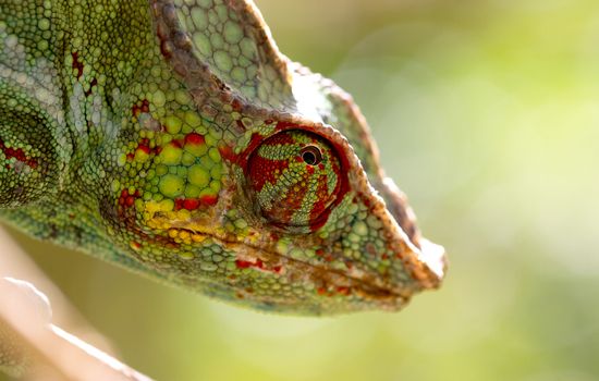 Panther chameleon Furcifer pardalis from Madagascar, perched on a branch, portrait