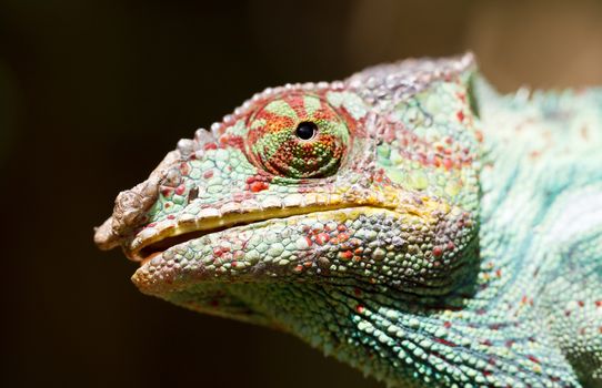Panther chameleon Furcifer pardalis from Madagascar, perched on a branch, portrait