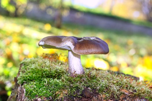 Mushroom on blurred yellowish background.