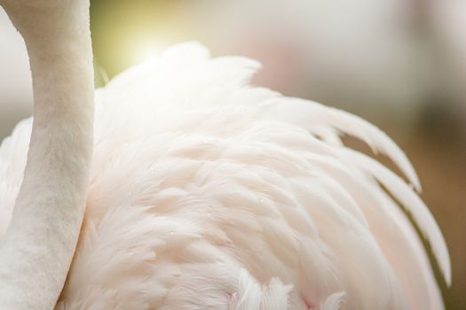 Flamingo's neck and feather background, it has a beautiful coloring of feathers. Greater flamingo, Phoenicopterus roseus
