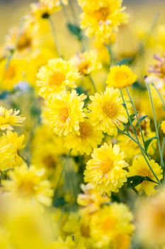 Yellow chrysanthemum flowers, chrysanthemum in the garden. Blurry flower for background, colorful plants
