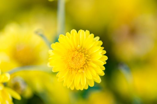 Yellow chrysanthemum flowers, chrysanthemum in the garden. Blurry flower for background, colorful plants
