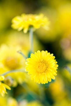 Yellow chrysanthemum flowers, chrysanthemum in the garden. Blurry flower for background, colorful plants
