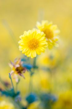 Yellow chrysanthemum flowers, chrysanthemum in the garden. Blurry flower for background, colorful plants
