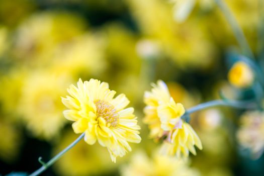 Yellow chrysanthemum flowers, chrysanthemum in the garden. Blurry flower for background, colorful plants
