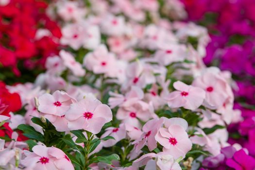 Vinca rosea flowers blossom in the garden, foliage variety of colors flowers, selective focus