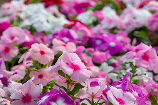 Vinca rosea flowers blossom in the garden, foliage variety of colors flowers, selective focus