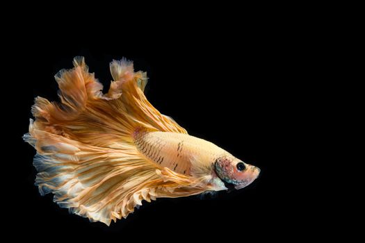 Yellow gold betta fish, siamese fighting fish on black background