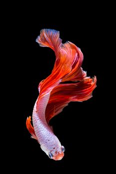 Pink and red betta fish, siamese fighting fish on black background