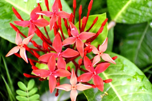 A Bunch of Fresh Red Flowers