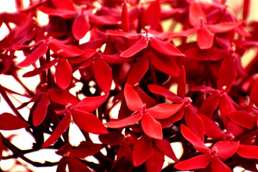 A Bunch of Fresh Red Flowers