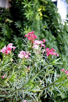 Beautiful Pink Flowers and its Plant