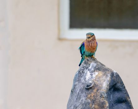 Medium sized bird, Indian Roller, Coracias benghalensis with copy space