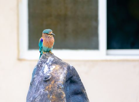 Medium sized bird, Indian Roller, Coracias benghalensis with copy space