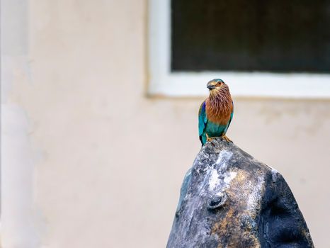 Medium sized bird, Indian Roller, Coracias benghalensis with copy space