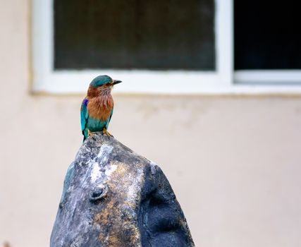 Medium sized bird, Indian Roller, Coracias benghalensis with copy space