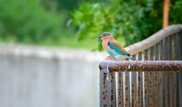 Medium sized bird, Indian Roller, Coracias benghalensis with copy space