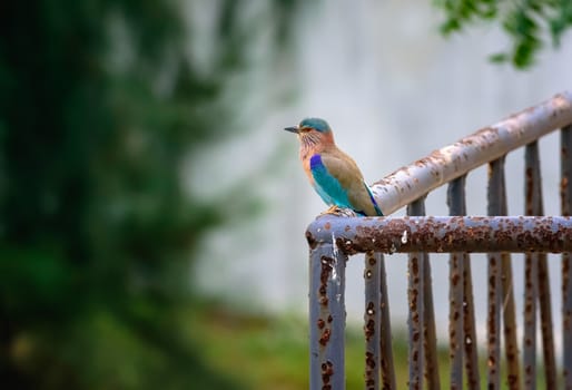 Medium sized bird, Indian Roller, Coracias benghalensis with copy space