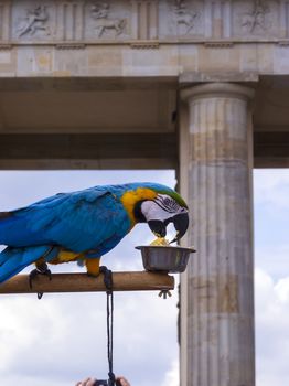 Parrot in front of the Brandenburg Gate in Berlin.