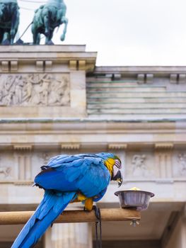 Parrot in front of the Brandenburg Gate in Berlin.