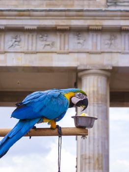 Parrot in front of the Brandenburg Gate in Berlin.