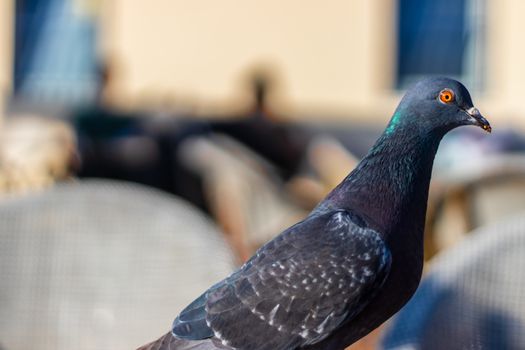 a closeup shoot from a bird with green head and orange eyes - blue color dominated background. photo has taken at izmir/turkey.