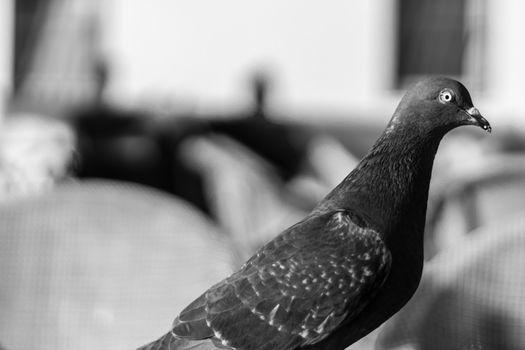 a closeup shoot from a bird with green head and orange eyes - photo is black and white