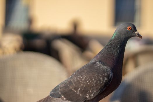 a closeup shoot from a bird with green head and orange eyes - yellow dominated background. photo has taken at izmir/turkey.