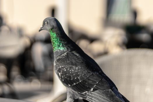 a closeup side shoot from a bird with green head and orange eyes - green color dominated. photo has taken at izmir/turkey.