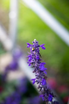 The background image of the colorful flowers, background nature