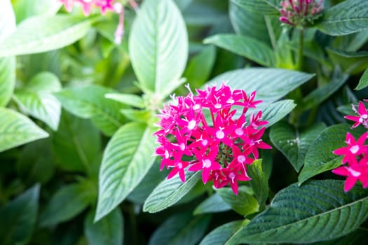 The background image of the colorful flowers, background nature