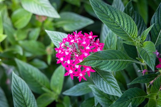 The background image of the colorful flowers, background nature