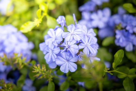 The background image of the colorful flowers, background nature