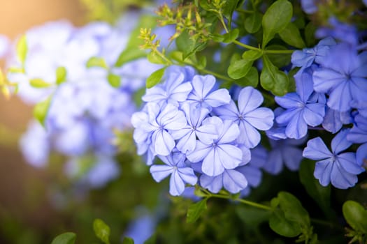 The background image of the colorful flowers, background nature