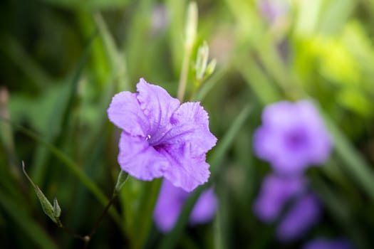 The background image of the colorful flowers, background nature