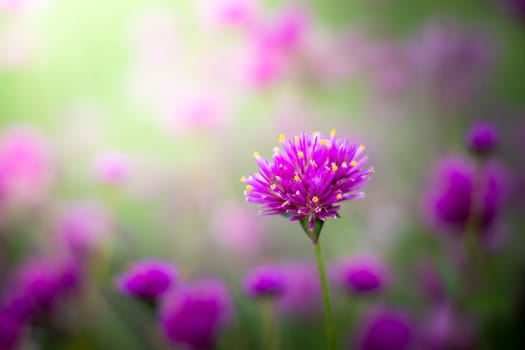 The background image of the colorful flowers, background nature